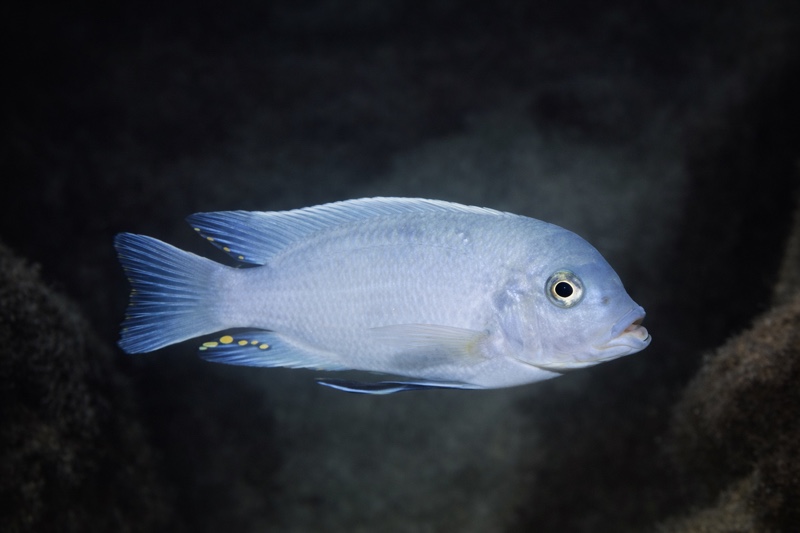 Maylandia zebra 'Membe Island'